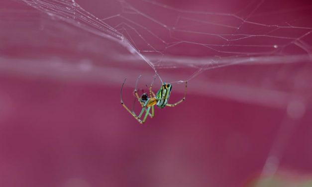 Nýr og betri Leiklistarvefur